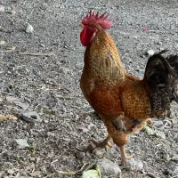 خروس یک ساله