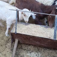 کره نر و ماده|حیوانات مزرعه|کرمان, |دیوار