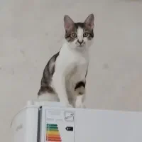 واگذاری رایگان گربه