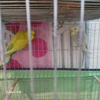 ی جفت مرغ عشق رنگ خوب با جوجه و دوتا نر تکی