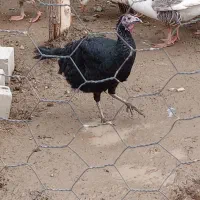 فروش بوقلمون