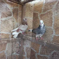 کبوتر پرشی|پرنده|بابل, |دیوار