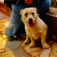 سگ شیتزو میکس