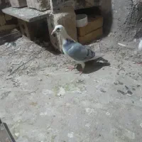 کفتر ابلغ ماده