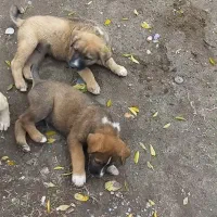 توله دورگ سرابی|سگ|عباسآباد, |دیوار