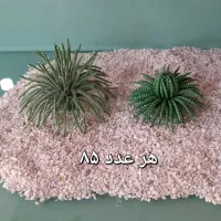 کاکتوسهای خمیری زیبا|گل مصنوعی|تهران, اختیاریه|دیوار