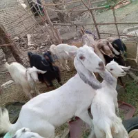 فروش همه گوسفندها یکجا|حیوانات مزرعه|ایرانشهر, |دیوار