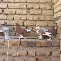 کفتر|پرنده|قم, شهر قائم|دیوار