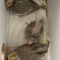 جوجه عروس هلندی