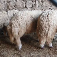 گوسفند پرواری