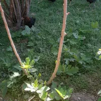 کارکشاورزی وباغ