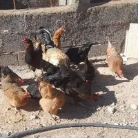 فروش ۱۲ مرغ و خروس جوان