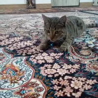 گربه خانگی ماده