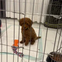 توله پودل تِدی رد دارک ماده 3 ماهه سالم