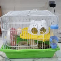 همستر مینیاتوری