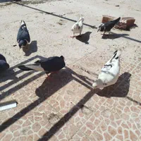 کبوتر|پرنده|اصفهان, براآن شمالی|دیوار