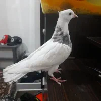 کفتر نر طوقی مهر