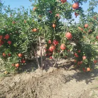 فروش  باغ۱۰۰۰ متری آبیاری قطره ای|فروش دفتر صنعتی، کشاورزی، تجاری|ساوه, |دیوار