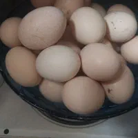 تخم مرغ محلی