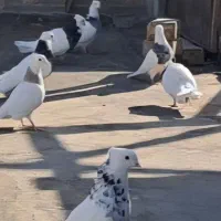 طوقی|پرنده|پیر بکران, |دیوار