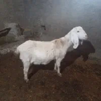 بز ماده آبستن