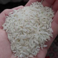 برنج طارم هاشمی بوجاری صفر