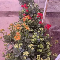 فروش گیاهان گلدار و آپارتمانی|گل و گیاه طبیعی|مشهد, شهرک صنعتی توس|دیوار