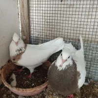 طوقی کرمانشاهی با جوجه و 2 نر تک