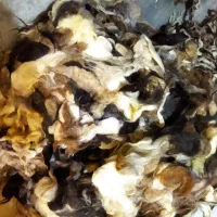 پشم گوسفندی سیاه و سفید تمییز