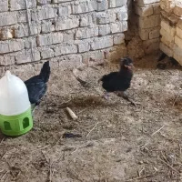 فروش مرغ و خروس محلی از چند نژاد سلطان و...|حیوانات مزرعه|شیراز, ماه فیروزان|دیوار