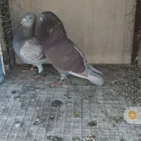 پلاکی شناسنامه دار ۱۰۷۰نشسته با شناسنامه