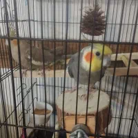 عروس هلندی نر و ماده