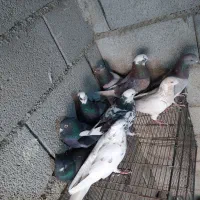 کفتر پرشی یکجایی|پرنده|کهریزک, |دیوار