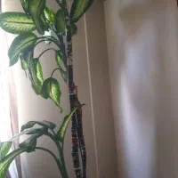 گل دیفن باخیا|گل و گیاه طبیعی|سهند, |دیوار