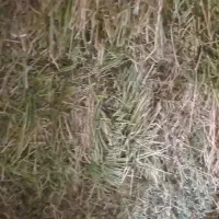 یونجه|لوازم جانبی حیوانات|کشاورز, |دیوار