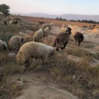 فروش حیوانات|حیوانات مزرعه|دهلران, |دیوار