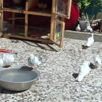 ۱۸ عدد کفتر تهرانی ، همدانی و ...