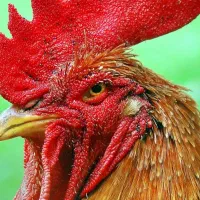 خروس چاق برا کشتار کسی خواست دارم دونه ۵۷۰