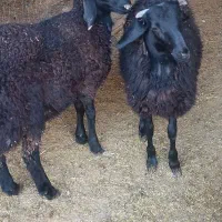 بره|حیوانات مزرعه|پیشوا, |دیوار