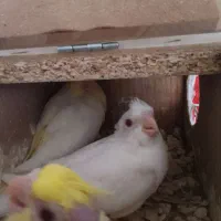 معاوضه با سهره یا قناری یا جعل