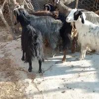 بز جوان آبستن سه ماهه|حیوانات مزرعه|دهدشت, |دیوار