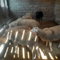 گوسفند میش بره|حیوانات مزرعه|شیرگاه, |دیوار