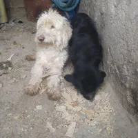 باسلام یک عددسگ نر حرف گوش کن سفیده نره