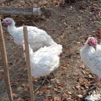 فروش بوقلمون