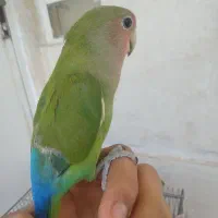 کوتوله سبز صورت هلویی فول دستی
