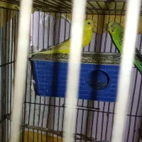 یک جفت مرغ عشق مولد|پرنده|هشتگرد, شهرک ولیعصر (مصلی)|دیوار