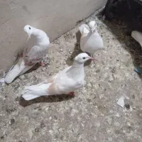 سلام ۶تا کفتر نازار|پرنده|خرمآباد, |دیوار