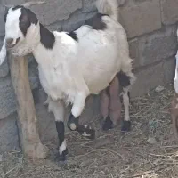 بز گلابی|حیوانات مزرعه|ایرانشهر, |دیوار