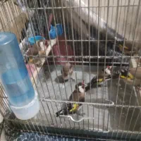 سهرپاییزیی دونه آب خورده