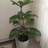 گل زیبا|گل و گیاه طبیعی|بروجرد, |دیوار